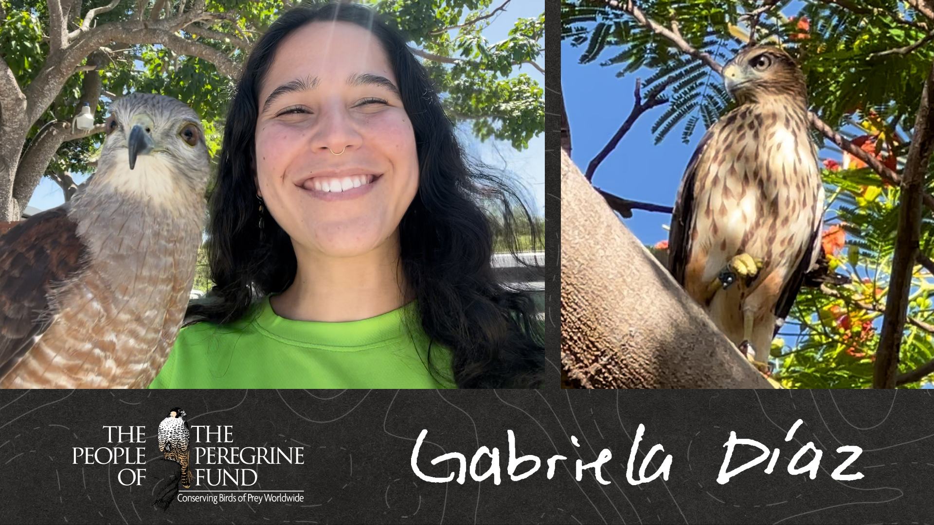 Two images. Left is Gabby Díaz posing and smiling with avian ambassador Ridgway's Hawk Leo perched on her glove. Right is a Ridgway's Hawk perched on a branch with one foot raised. Overlaid is Gabby's signature.