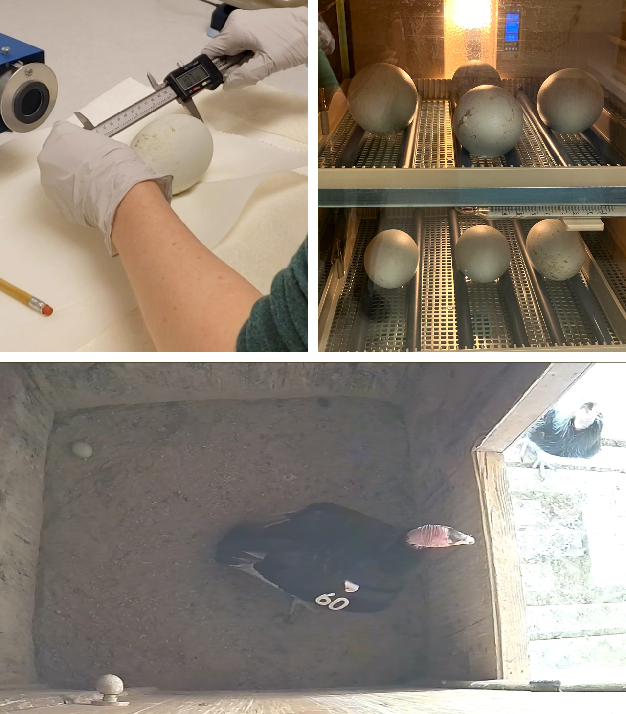 Three photos. Top left shows one of our propagation specialists measuring an egg with calipers. Top right is a closeup of condor eggs in an incubator in our propagation facility. Bottom shows two condors from our breeding program in an artificial nest box; an egg is seen in one corner.