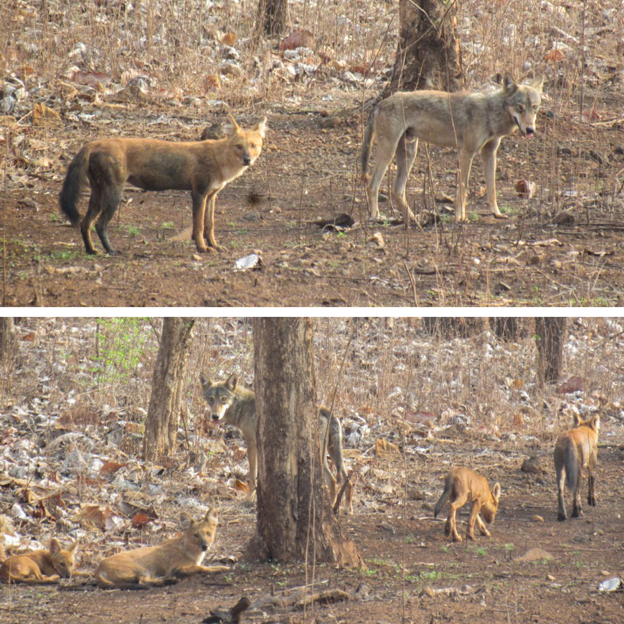 Two photos; both show a lone Indian wolf associating closely with a pack of dholes.