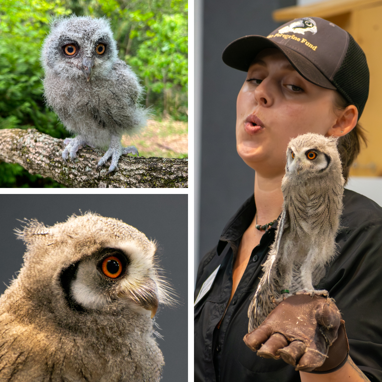 Three photos. Top left is Nox at two weeks old; bottom left is Nox at four weeks old. Right shows Nox stretching on the glove of Raptor Specialist II Jadn Soper during an education program.