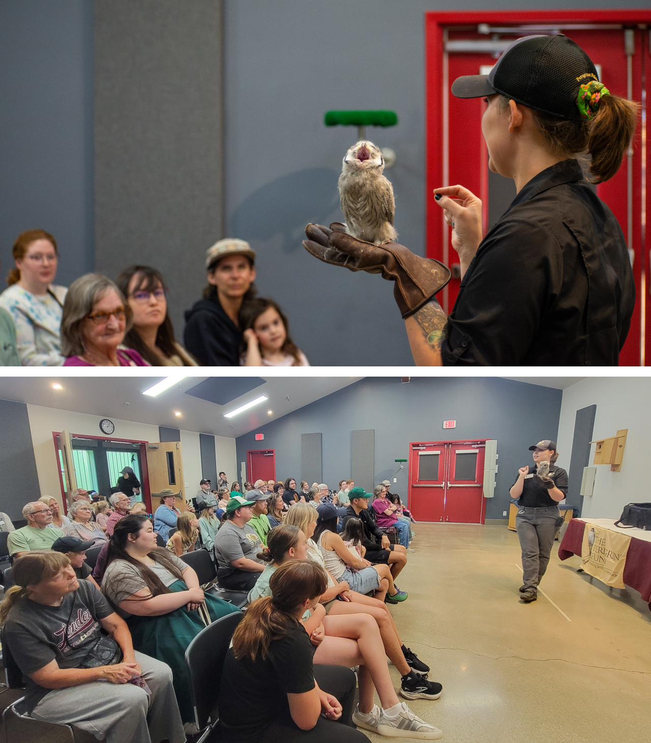 Two photos; both show Nox perched on the glove of Raptor Specialist II Jadn Soper during an education program as an audience looks on.