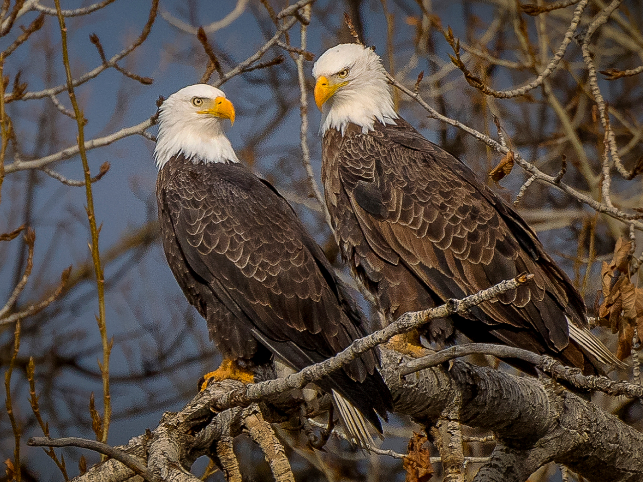 Two adult Bald Eagles perched on a branch.