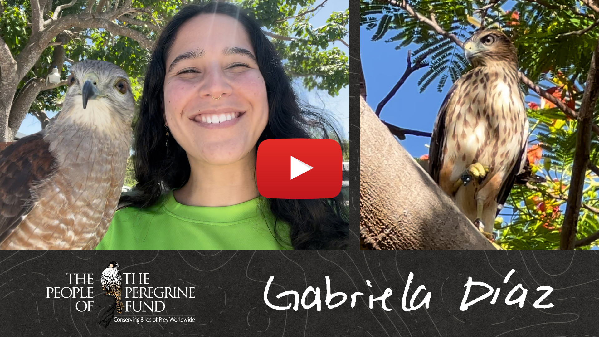 Two images. Left is Gabby Díaz posing and smiling with avian ambassador Ridgway's Hawk Leo perched on her glove. Right is a Ridgway's Hawk perched on a branch with one foot raised. Overlaid are a video play button and Gabby's signature.
