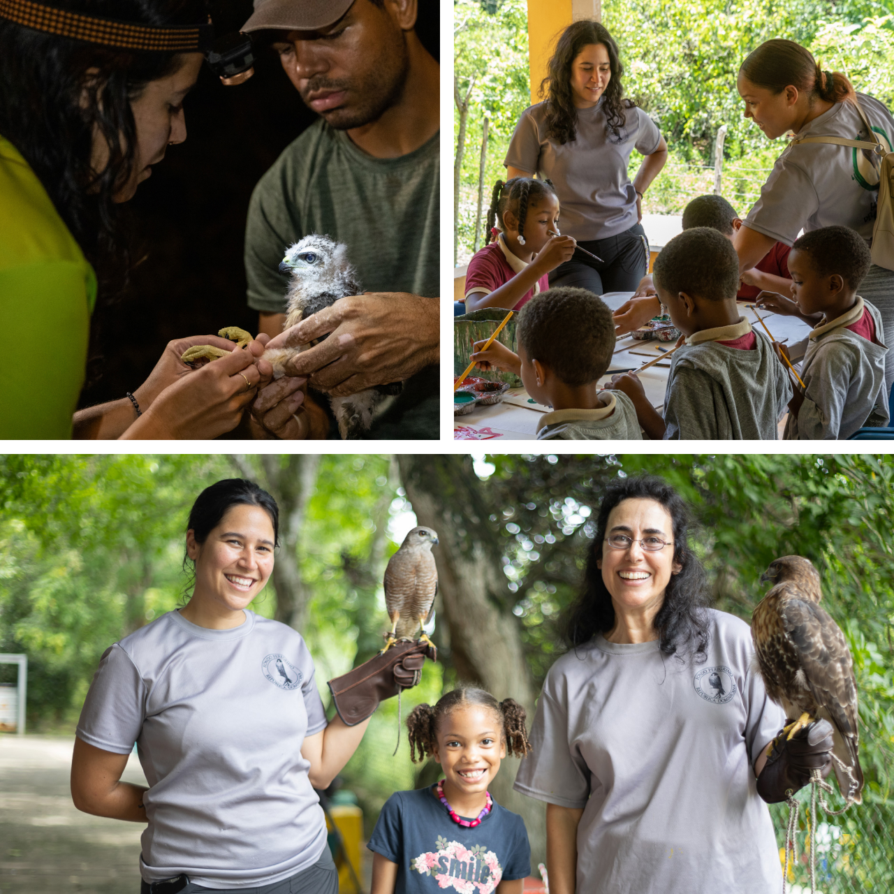 Three photos. Top left is Gabby and another biologist banding a nestling Ridgway's Hawk. Top right is Gabby and another biologist speaking to schoolchildren. Bottom shows Gabby and Hispaniola Program Director Marta Curti posing for a photo with avian ambassador birds on their gloves and standing with a young girl.