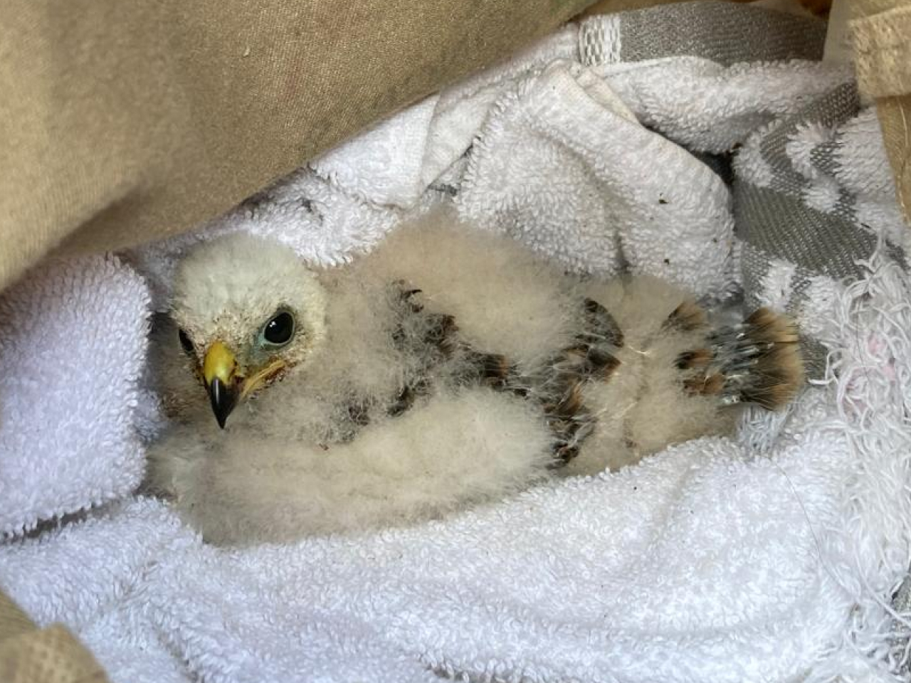 Nestling Puerto Rican Sharp-shinned Hawk 9/B inside a canvas bag being transported to a foster nest.
