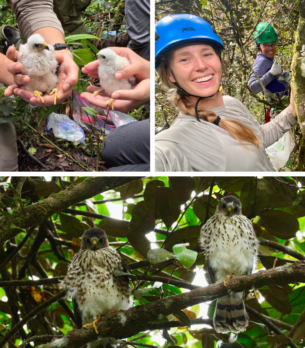 Three photos. Top left shows our biologists examining 9/B and a foster sibling. Top right is a selfie taken by two of our biologists climbing a tree to place 9/B in her foster nest. Bottom shows 9/B after fledging, perched on a branch next to foster sibling 9/Z.