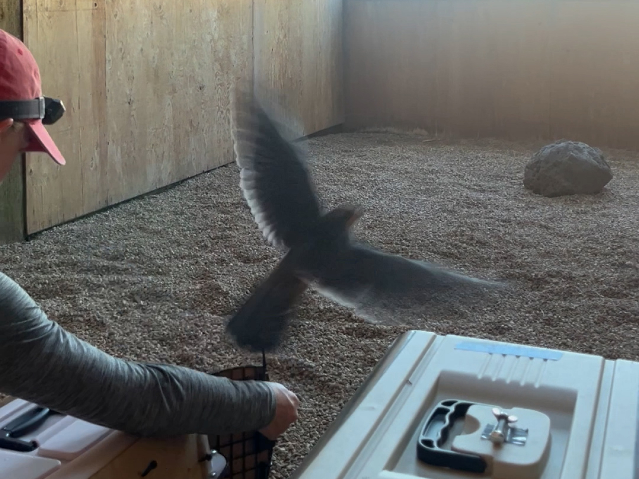 Propagation Specialist Sara Remmes releases a falcon into a chamber in our propagation facility.