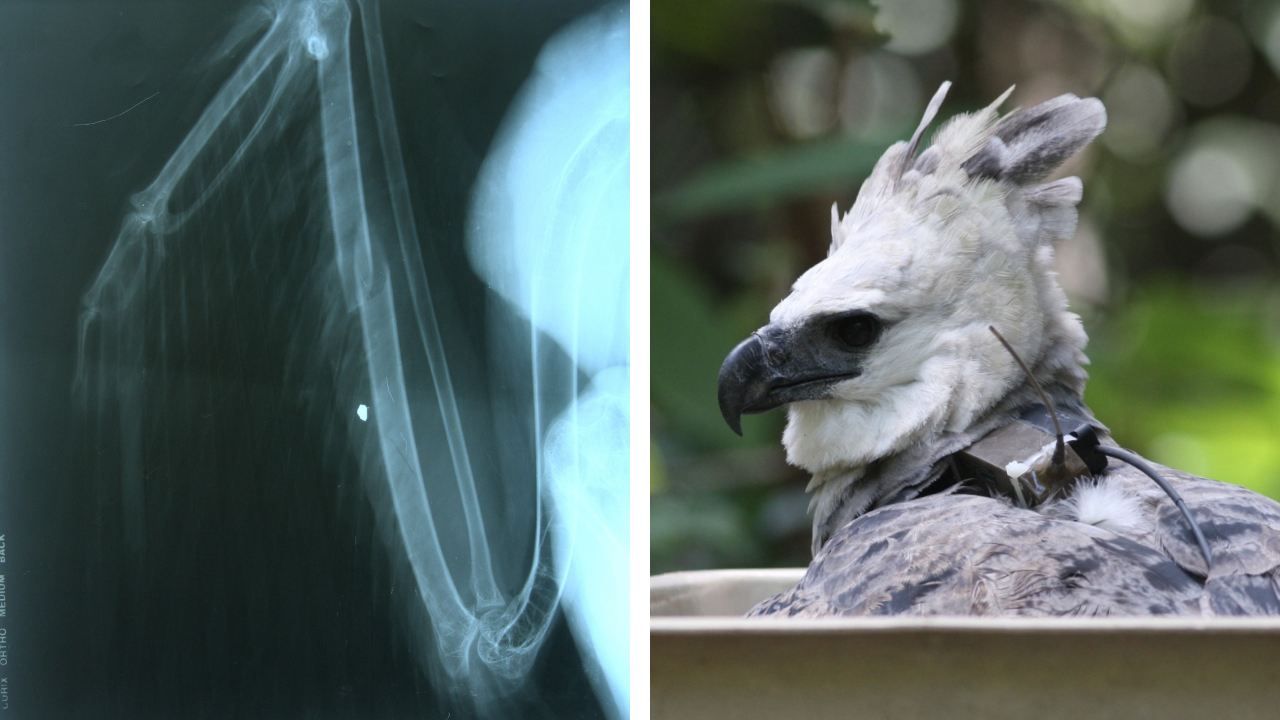Two photos. Left is an x-ray of Blue LV's broken wing. Right is a close-up of Blue LV in rehabilitation, with a tracking device visible on her back.