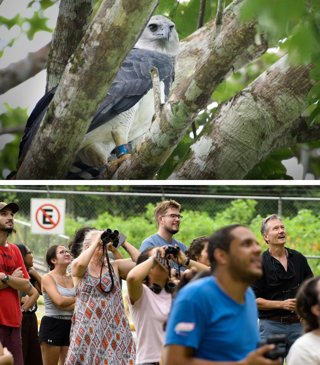 Two photos. Top is Blue LV perched on a branch with her identification band visible. Bottom is gathered birdwatchers observing Blue LV.