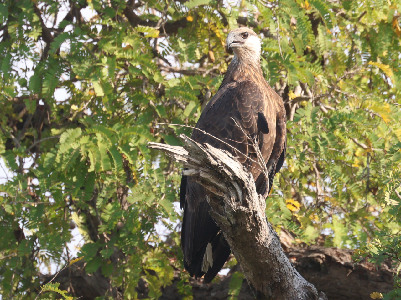 A Madagascar Fish-eagle perched on a branch.