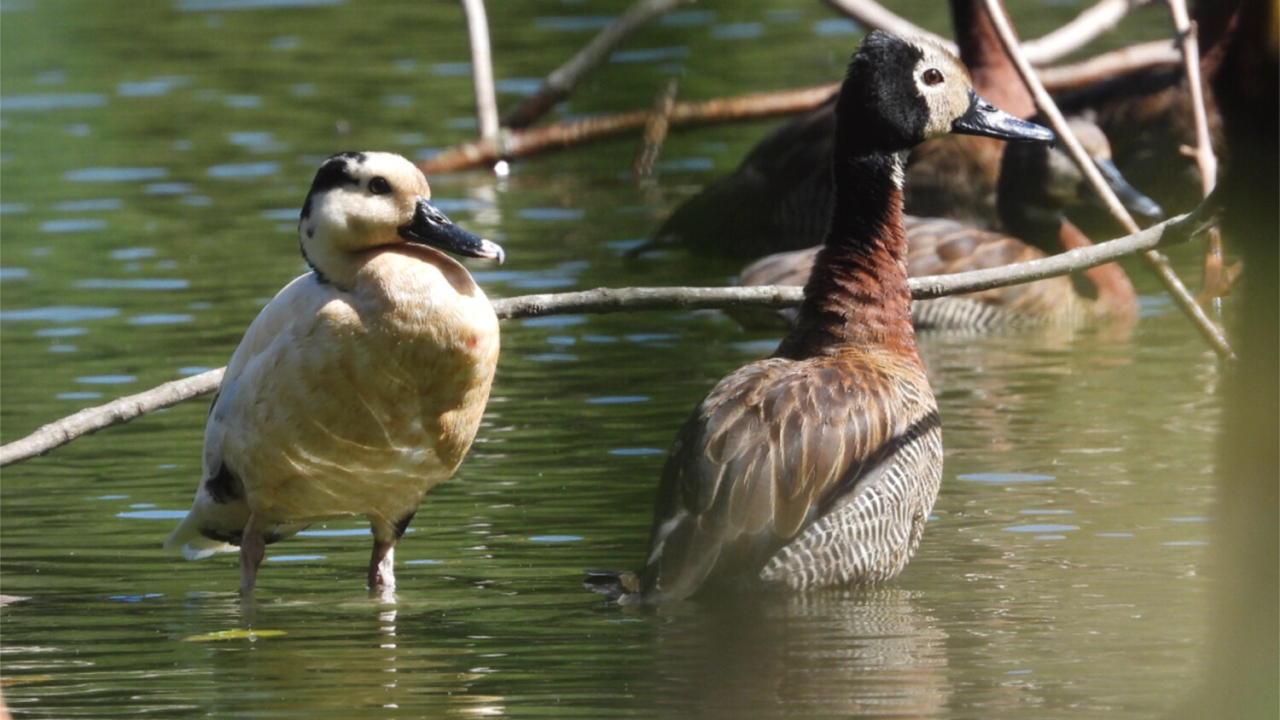 A leucistic White-faced Whistling-duck standing next to a normally-colored example of the same species.
