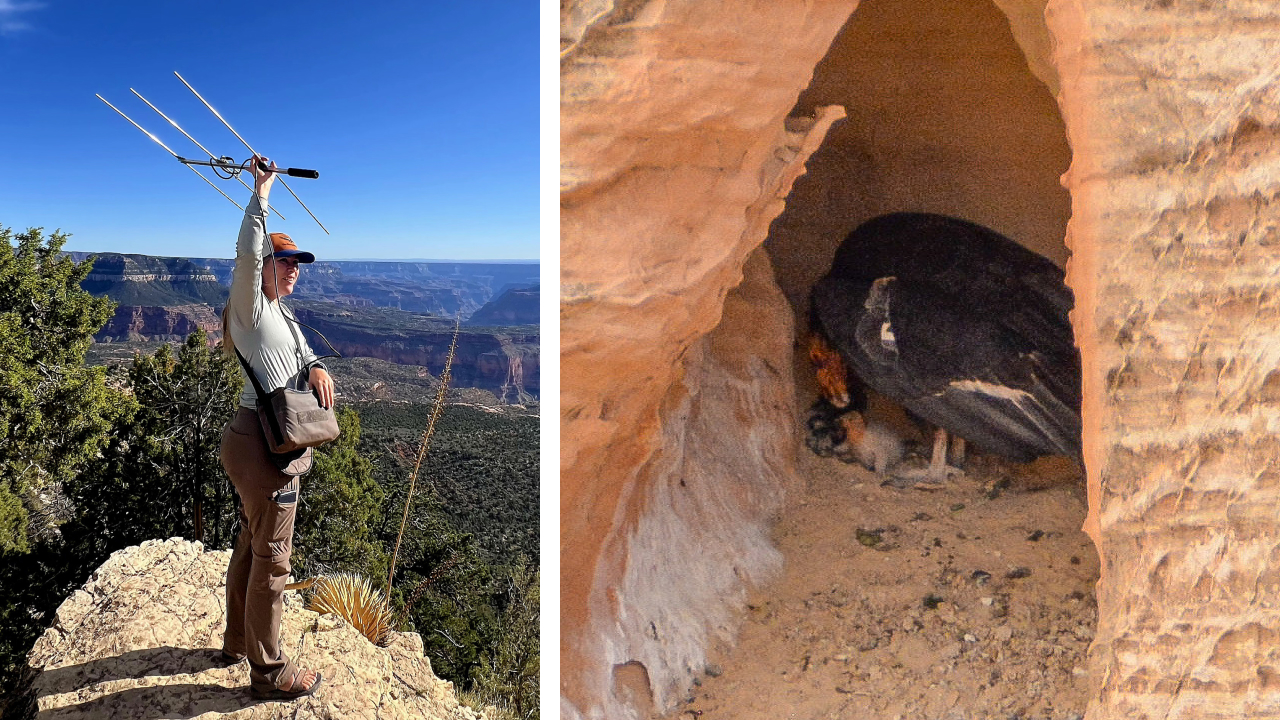 Two photos. Left shows a TPF condor field biologist using a radio antenna to track condors. Right shows an adult condor feeding a small nestling in a red rock cave.