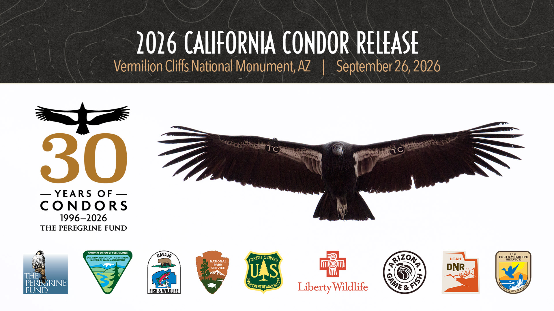 California Condor #971, who wears wing tags reading "TC" in honor of our founder Tom Cade, in flight. Overlaid are the TPF California Condor 30th anniversary logo, the logos of our partners, and text reading "2026 California Condor Release."