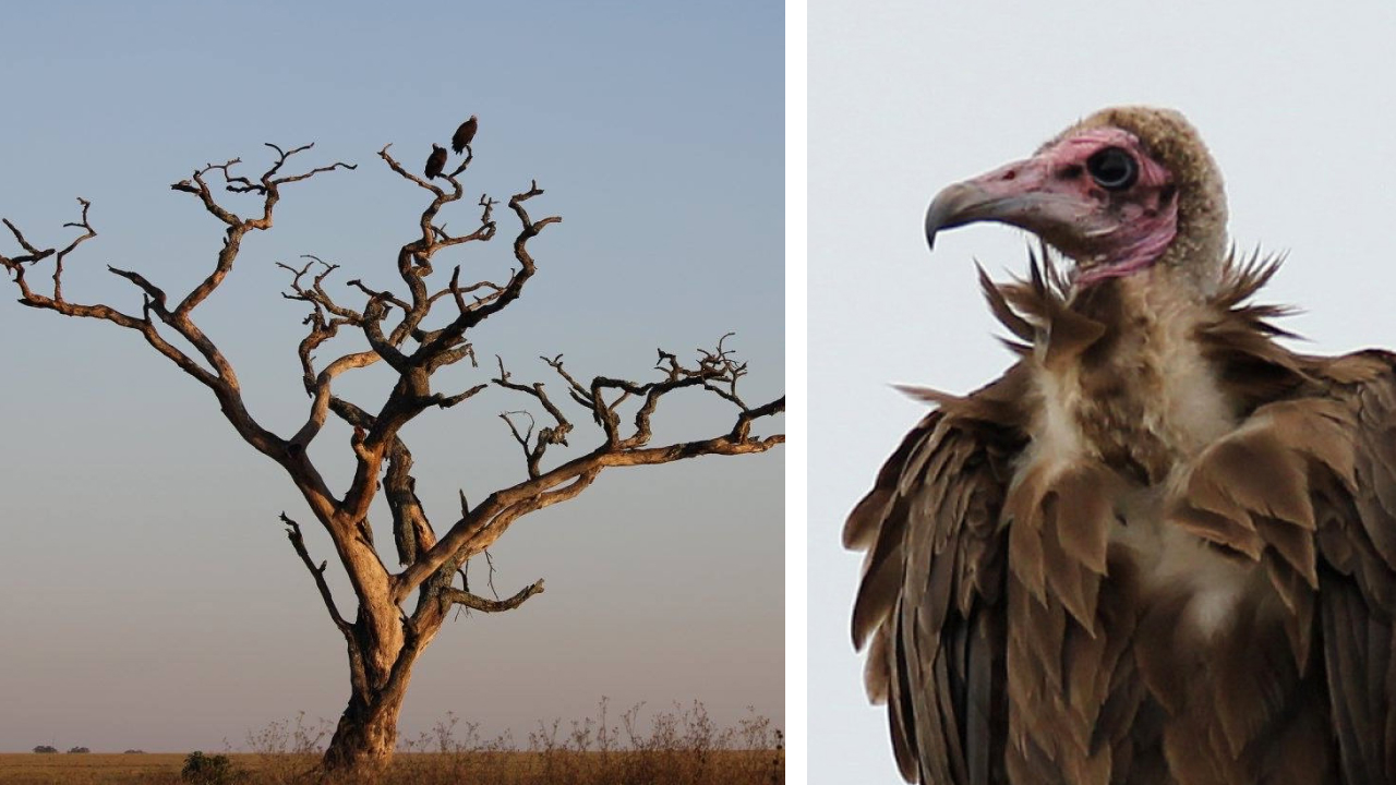 Two photos. Left shows a far view of two Hooded Vultures perched in a dead tree. Right is a closeup of the head of a Hooded Vulture.