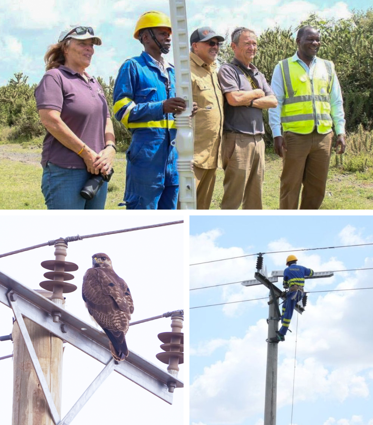 Three photos. Top shows key personnel gathered for a group photo at Soysambu Conservancy. Bottom left shows an Augur Buzzard perched on a utility pole. Bottom right shows a Kenya Power employee installing conductor covers on electrical lines.