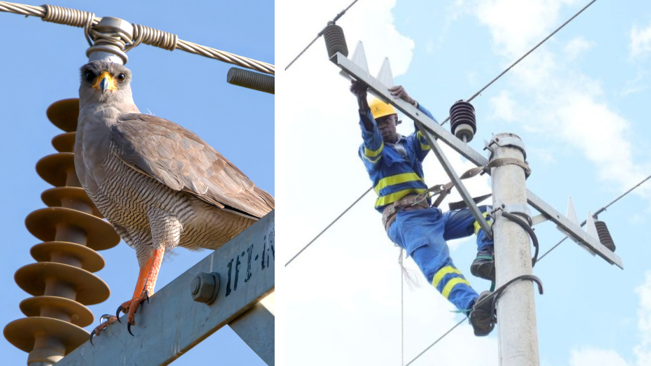 Two photos. Left shows an Eastern Chanting-goshawk perched on a utility pole. Right shows a Kenya Power employee installing anti-perching cones on the cross arm of a utility pole.