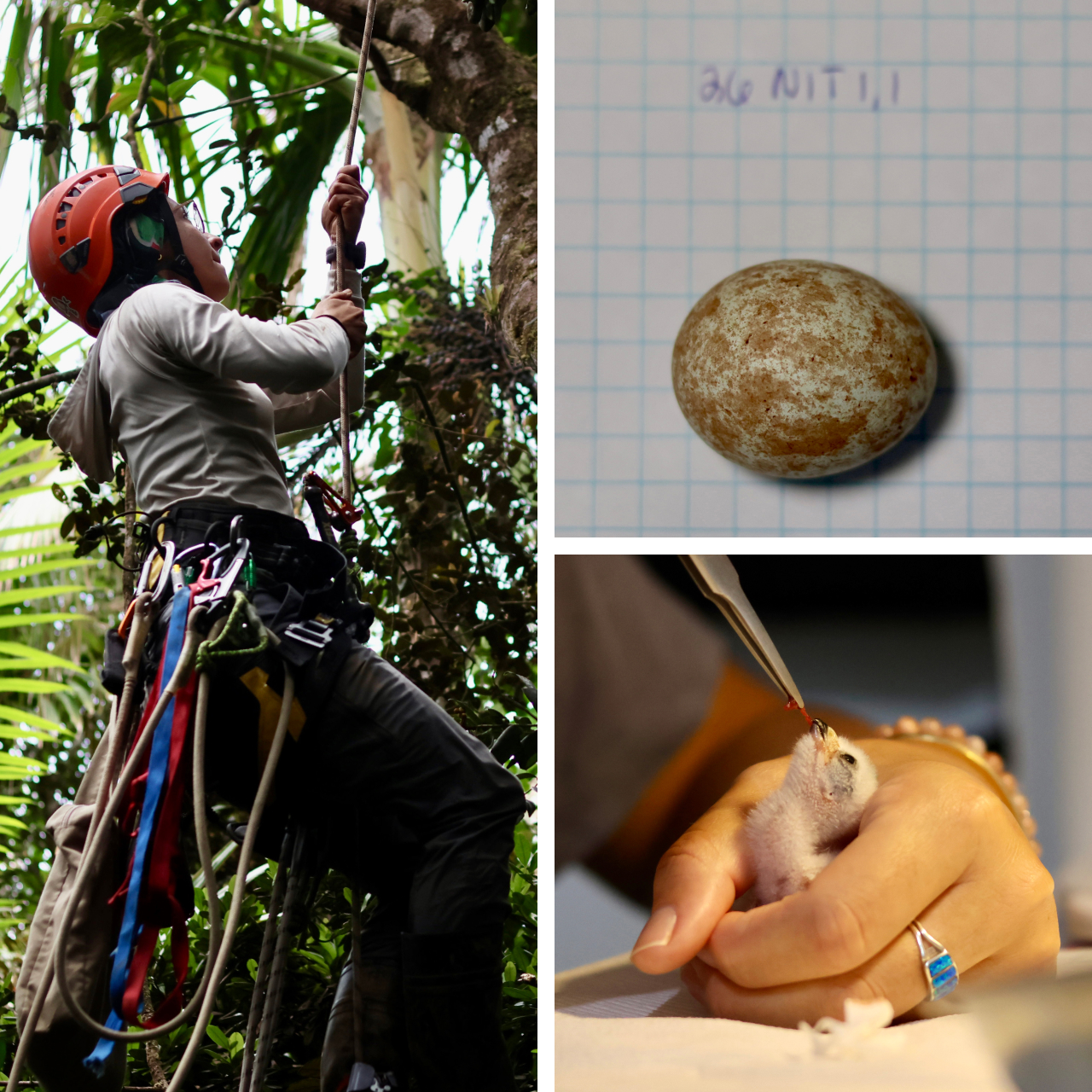 Three photos. Left shows one of our biologists climbing a tree to retrieve Puerto Rican Sharp-shinned Hawk eggs. Top right shows an egg in our propagation facility. Bottom right shows a closeup of a nestling in a biologist's hand and being fed with tweezers.