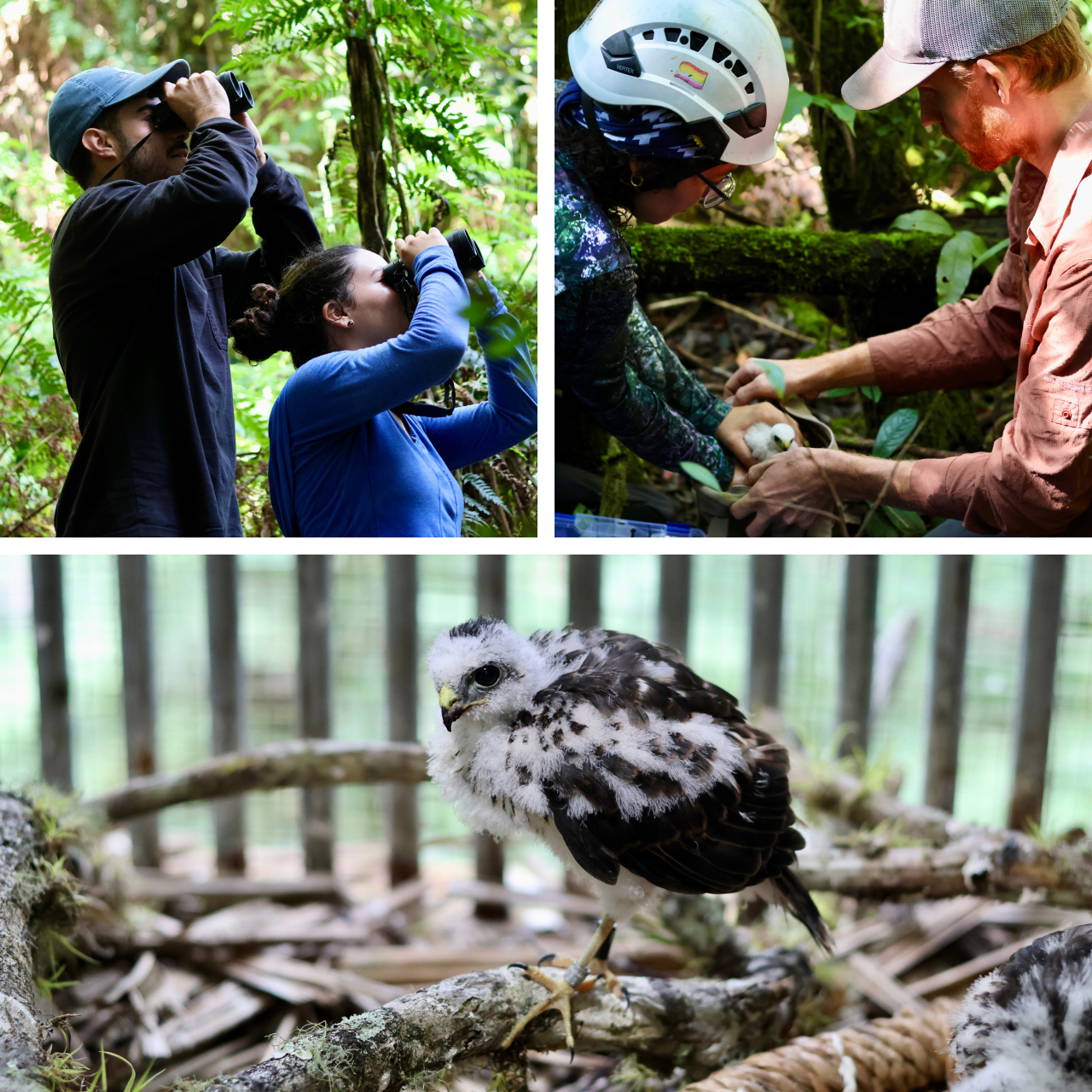 Three photos. Top left shows two of our biologists observing a hawk through binoculars. Top right shows two biologists banding a wild Puerto Rican Sharp-shinned Hawk nestling. Bottom shows a near-fledgling age hawk in our hack box.