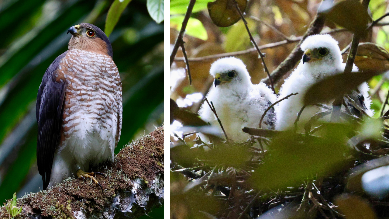 Two photos. Left shows Black 9/B as an adult. Right shows her two nestlings from this season.