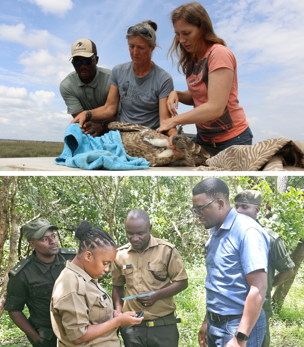 Two photos. Top shows Msafiri banding a vulture along with other members of the TPF Southern Africa team. Bottom shows Msafiri training park rangers on how to respond to poisoning events.