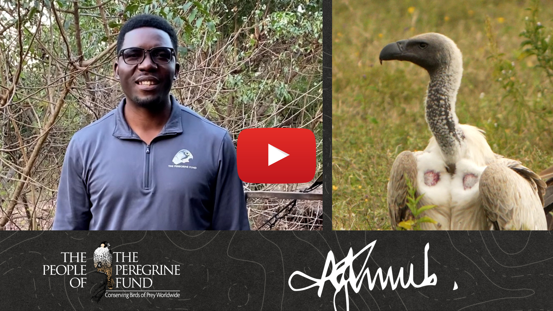 A graphic combining an image of Msafiri Mgumba, a closeup of an Old World vulture, Msafiri's signature, and text reading "The People of The Peregrine Fund." Overlaid is a video play button.