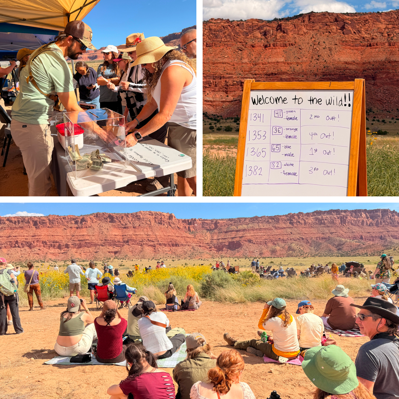 Three photos. Top left shows guests perusing information at a popup tent at our release event. Top right is a whiteboard with information on the released condors in front of the Vermilion Cliffs. Bottom shows guests watching the distant cliffs for departing condors.