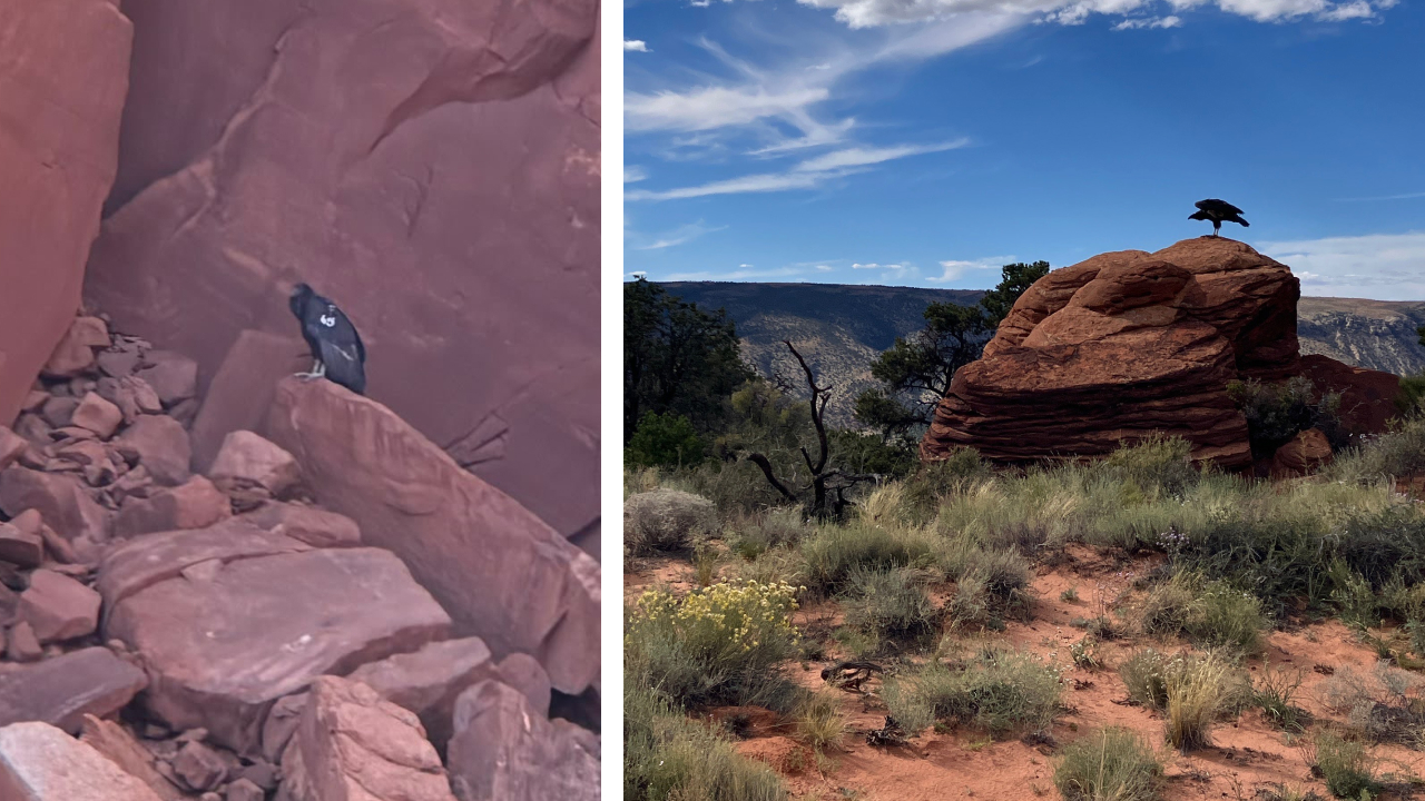 Two photos. Left is Condor 1365 perched on a cliff after release. Right is Condor 1353 standing on a rock after release.