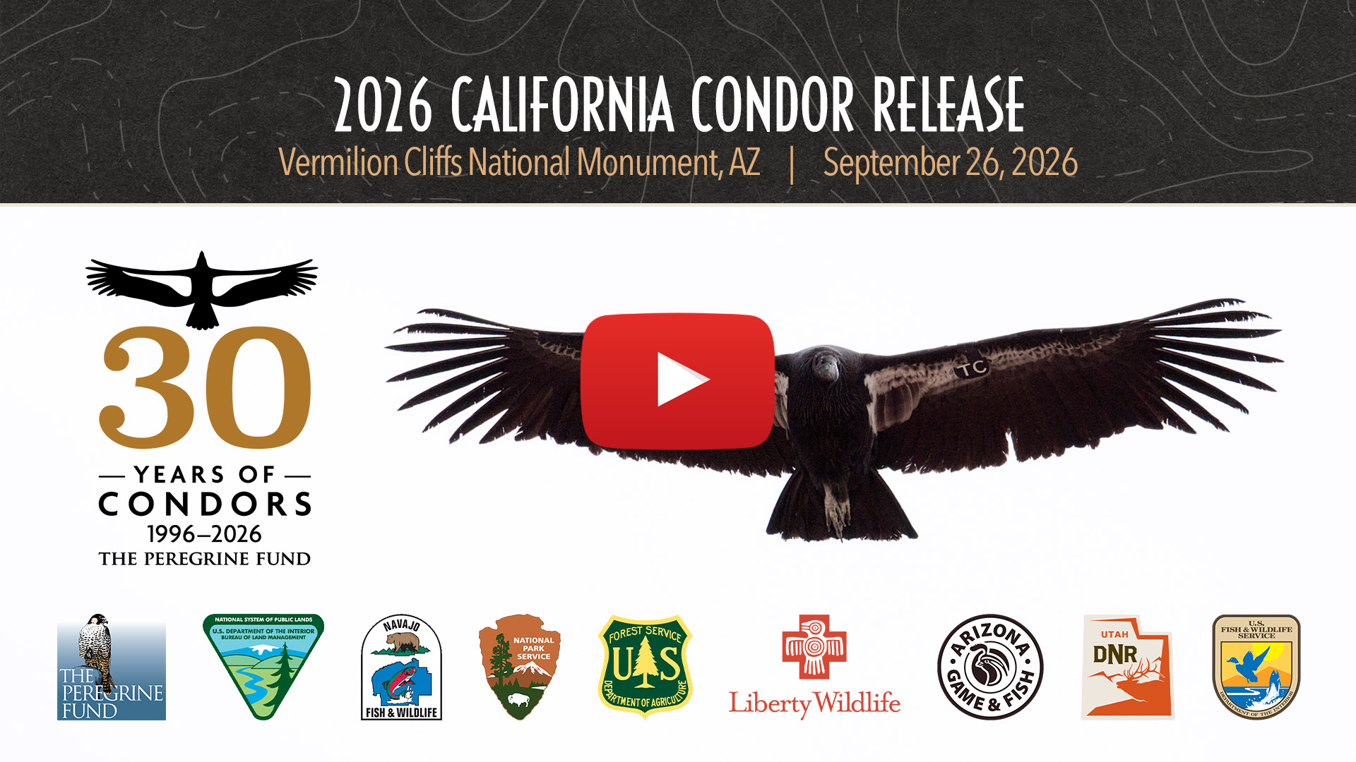 A video thumbnail for the YouTube livestream recording of the 2026 California Condor release.