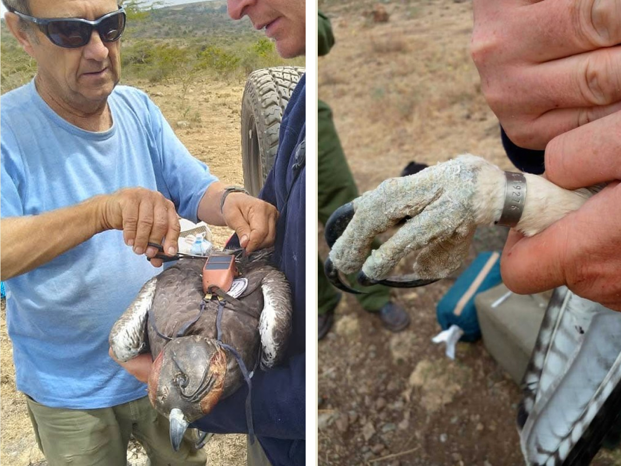 Two photos. Left shows biologists fitting the Martial Eagle with a GPS transmitter. Right shows a closeup of the eagle's banded leg.