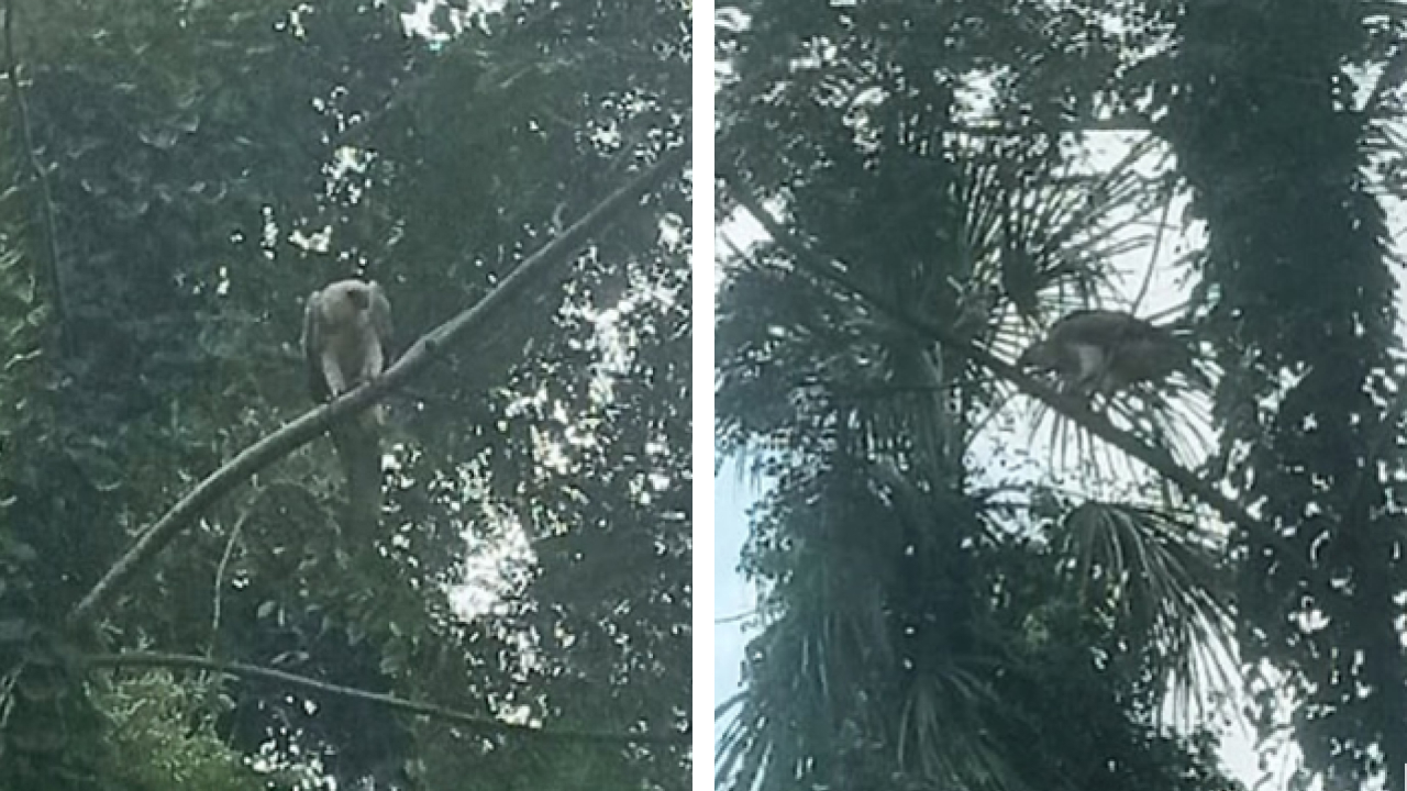 Two cell phone photos of an immature Harpy Eagle in the Lacandon Jungle, Chiapas, Mexico on June 12, 2023.