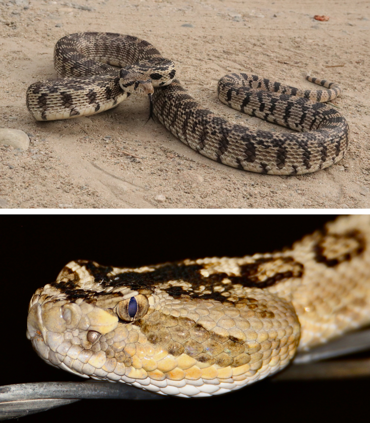 Two photos. Top is a coiled Great Basin gophersnake. Bottom is a closeup of the face of a Great Basin rattlesnake.