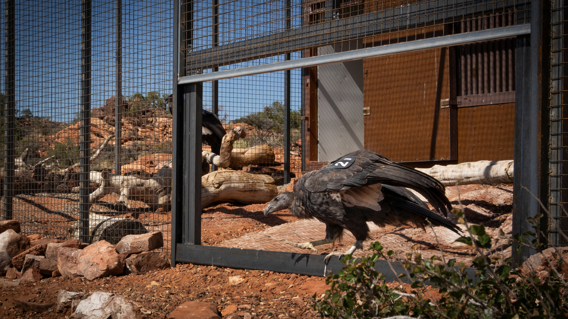 A captive-raised immature California Condor being released into the wild from our management facility in Vermilion Cliffs National Monument, Arizona.