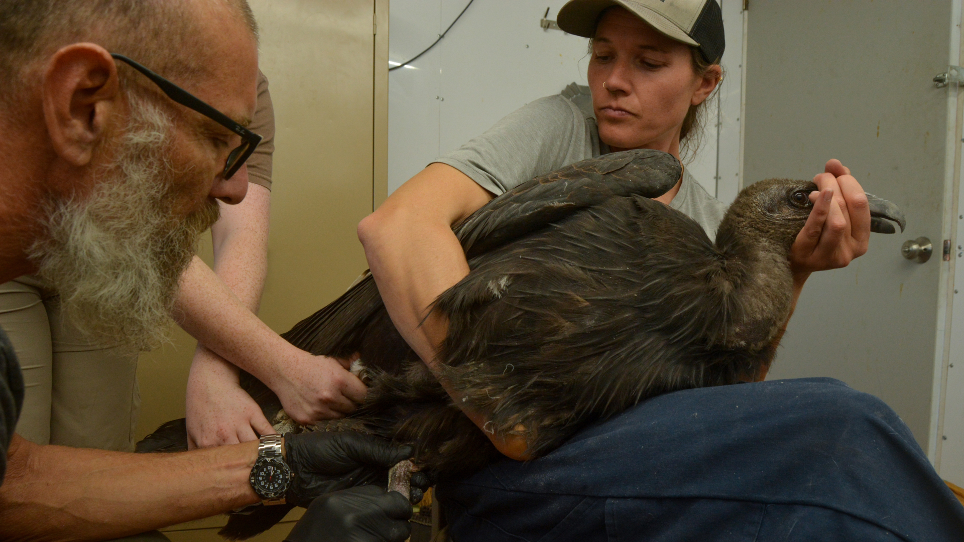 Two TPF biologists drawing blood from a California Condor for lead testing in the TPF condor management facility in Arizona.