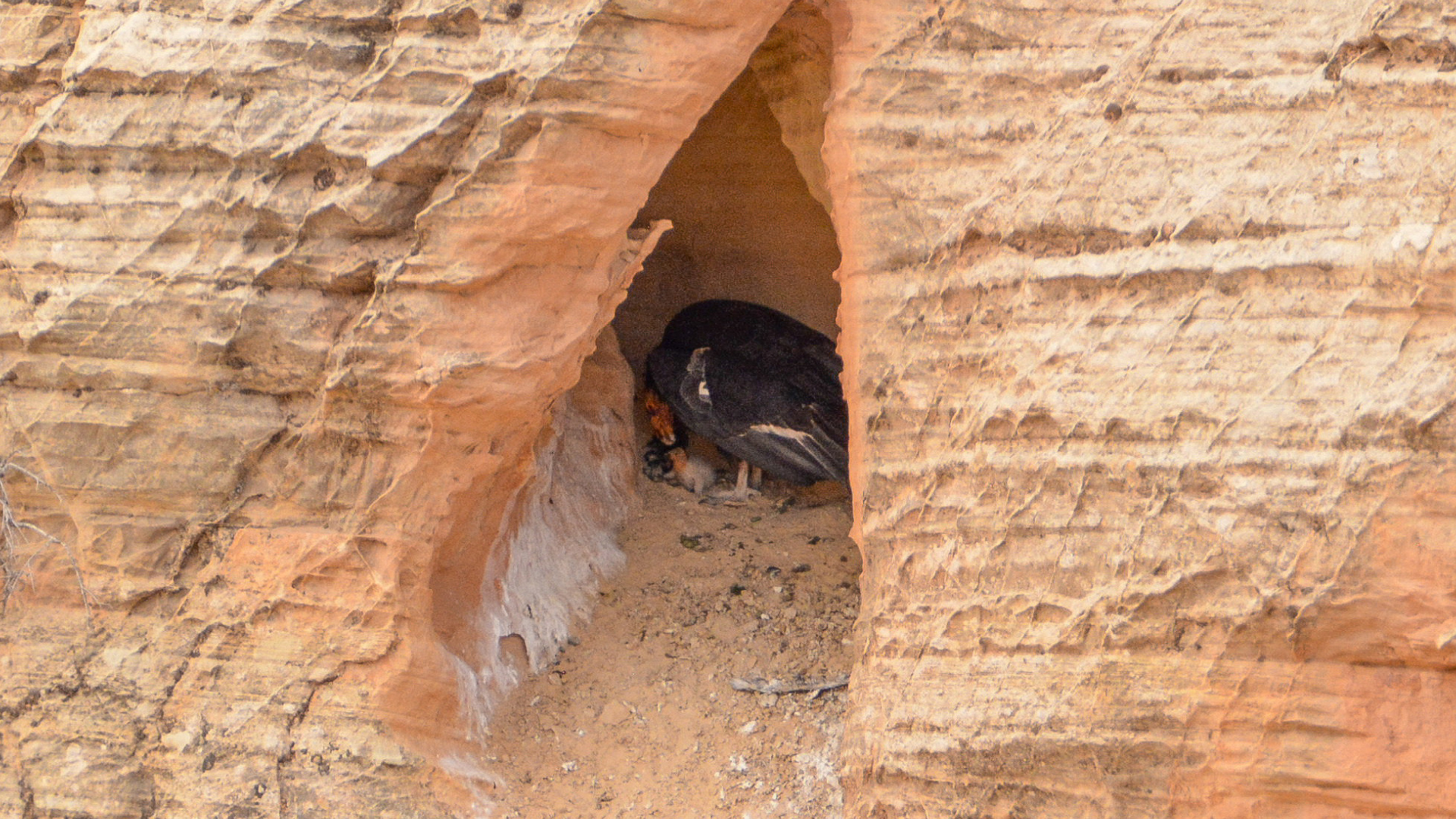 An adult California Condor feeding its tiny, down-covered nestling in a nest cave in a red rock cliff.