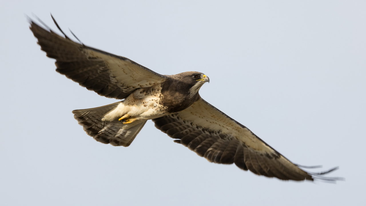 A Swainson's Hawk in flight.
