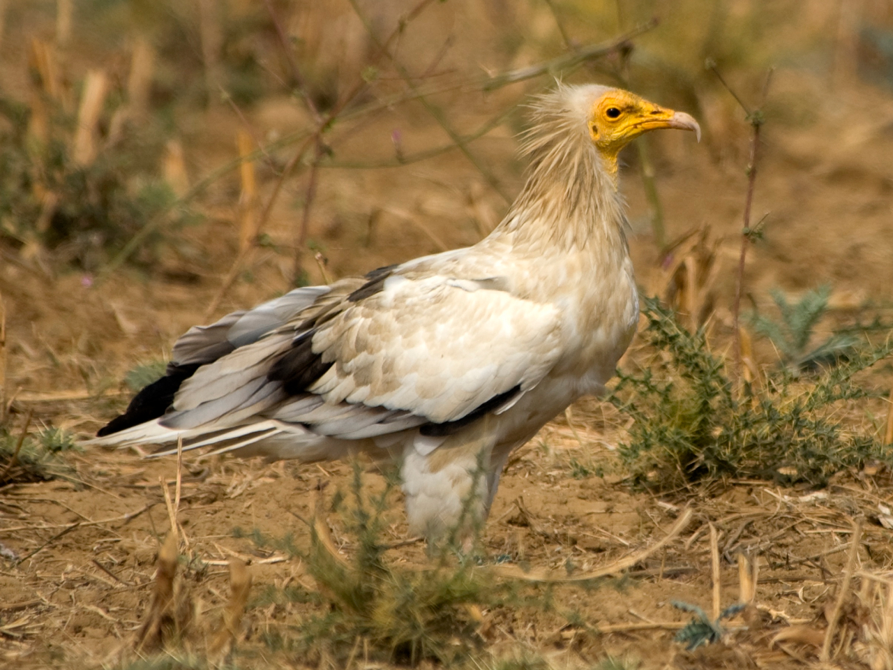 An Egyptian Vulture standing on grassy ground.