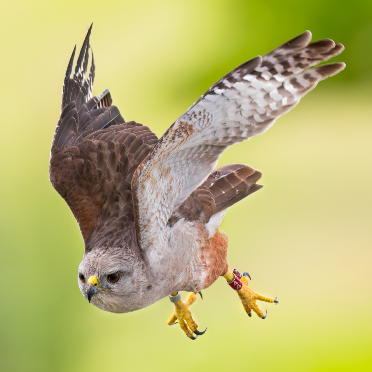A Ridgway's Hawk in flight.