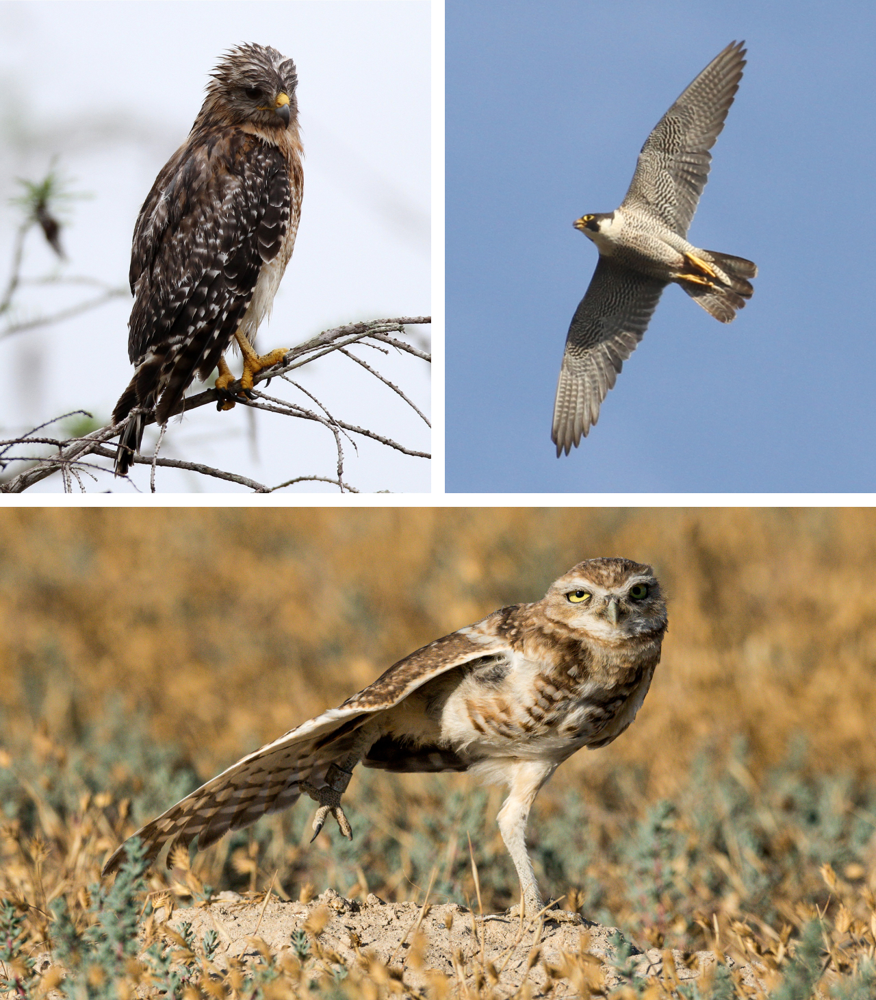 Three photos. Top left is a Red-shouldered Hawk standing on a branch in the rain. Top right is a Peregrine Falcon in flight. Bottom is a stretching Burrowing Owl.