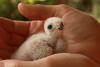 Prevent extinction