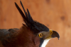 Fancy the Ornate Hawk-eagle