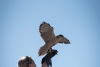 Makeda the Lanner Falcon