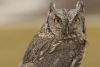 Winston the Western Screech Owl
