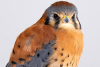 Bob the American Kestrel