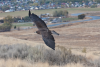 Griffin the Swainson's Hawk