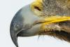 Curved beaks