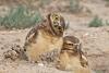 What makes a raptor a raptor?