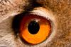 Keen vision