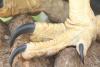 Sharp talons