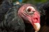 Lucy the Turkey Vulture