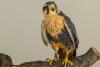 Rosa the Northern Aplomado Falcon